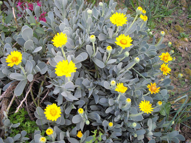 Hertia cheirifolia photo